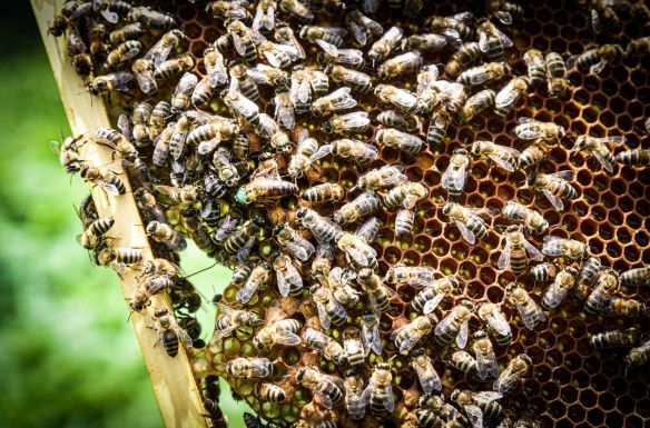 Elégedettek a Hargita megyei méhészek, a stagnáló áraknak viszont nem örülnek